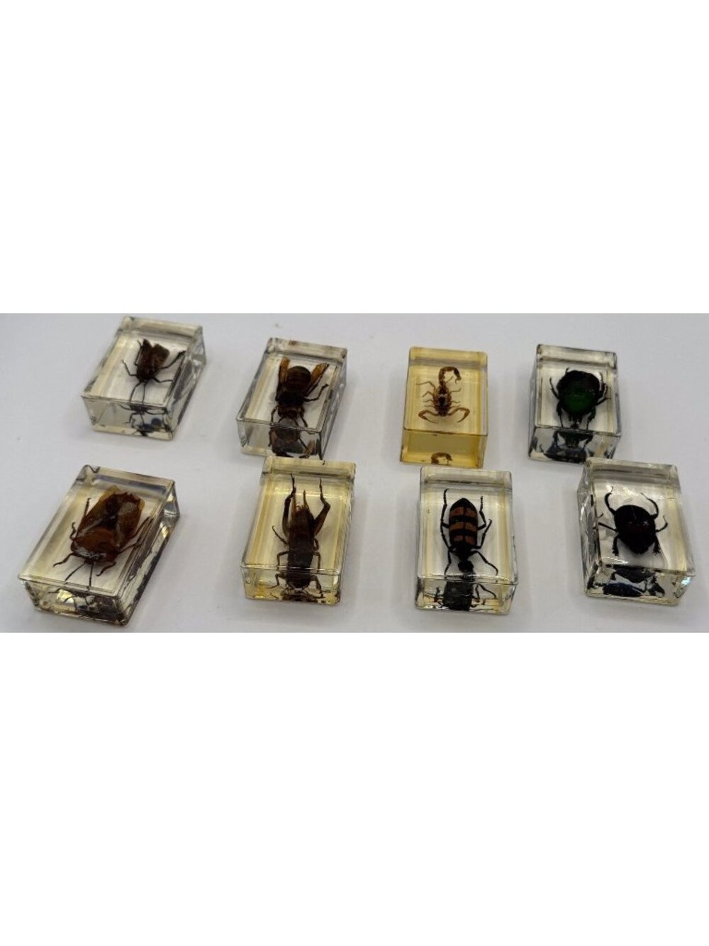 Insects Etymology In Lucite Epoxy Set Of 8 Science Class